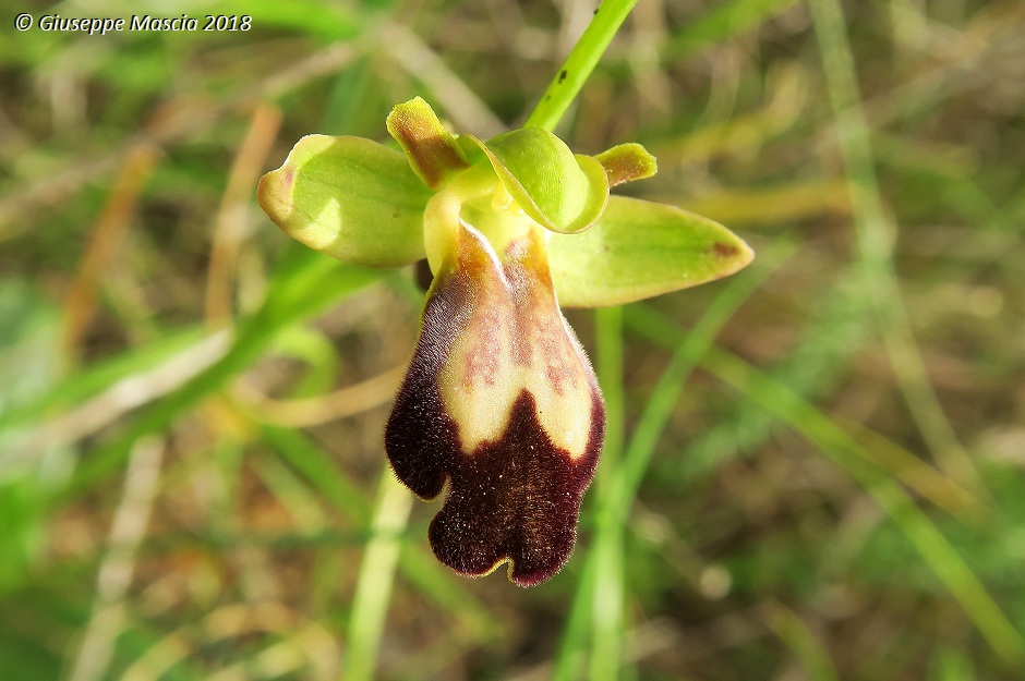 Ophrys fusca s.l. da determinare - Salento - Lecce